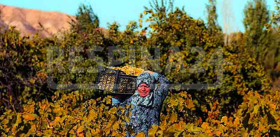 بلیط قطار هشتگرد تاکستان - رسپینا 24